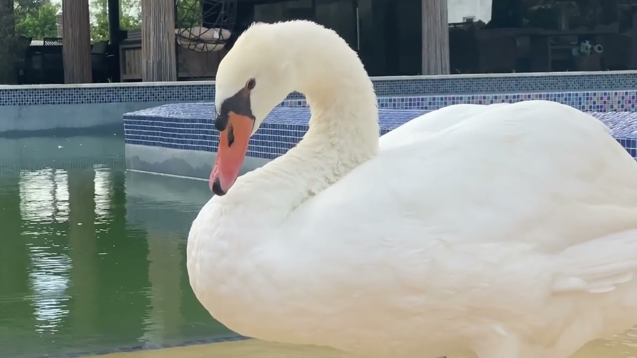Beautiful birds of nature