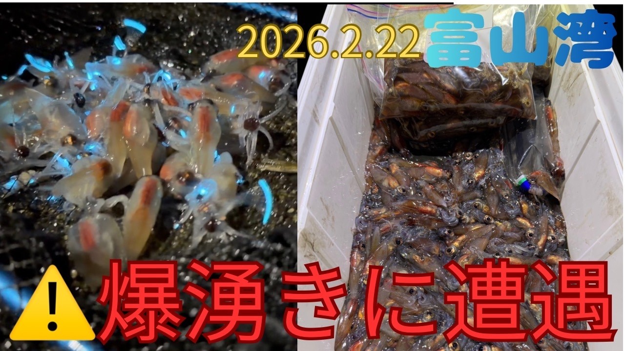 2026年富山ホタルイカ掬い！爆湧きに遭遇！？
