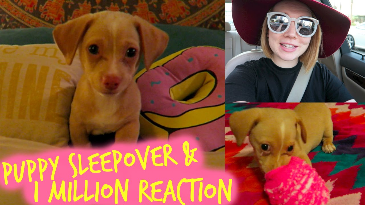 PUPPY SLEEPOVER & 1 MILLION SUBSCRIBERS REACTION! | Lindsey's Life