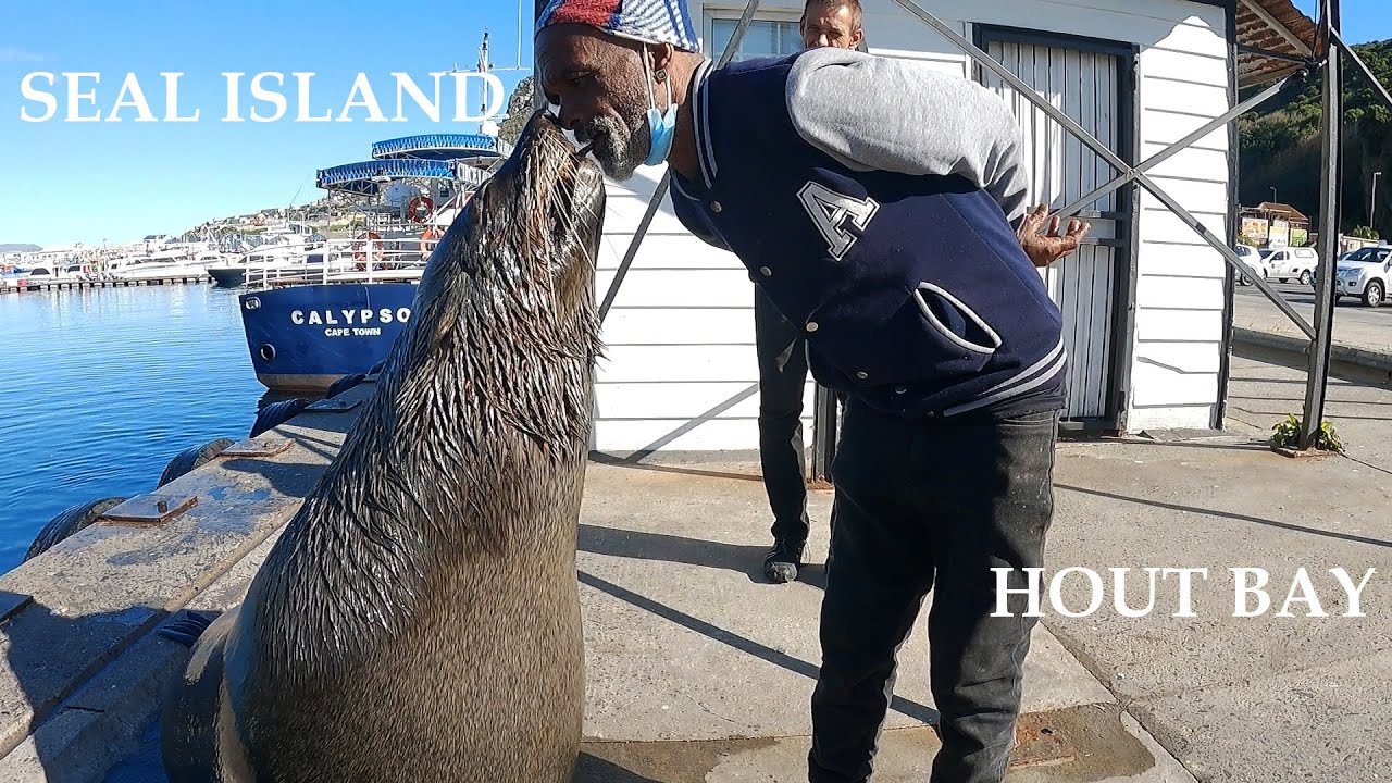 Cape Town - Hout Bay - SECRET Visitors at Seal Island