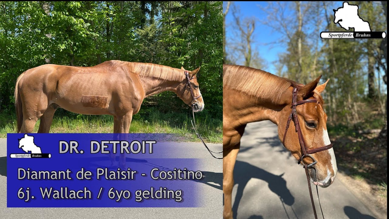 DR DETROIT ~ 6j. W. v. / 6yo gelding by Diamant de Plaisir - Cositino