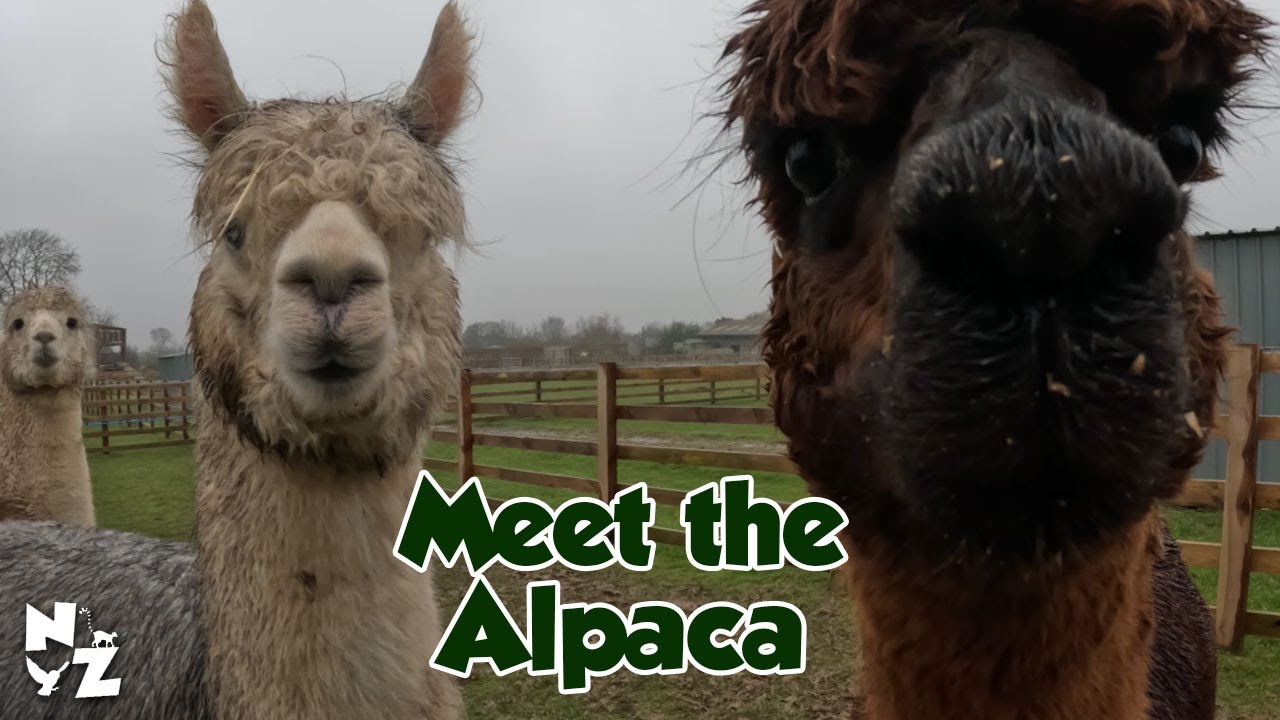 Meet the Alpaca - all about our fluffy residents