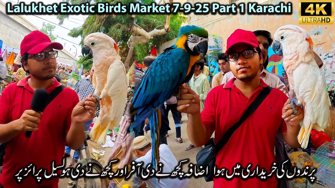 Lalukhet Exotic Birds and Parrots Market Part 1 Karachi 7-9-25 | Unique and Rare Birds and Rooster