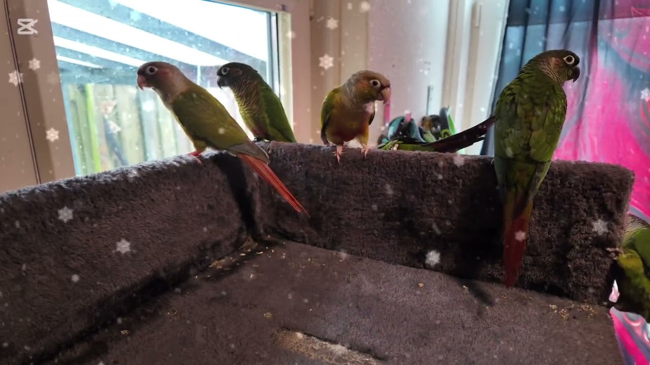 🦜✨ “Krabpaal Overleg – Zes Pyhurras Vrij Uit de Kooi | Nova’s Mystieke Wereld