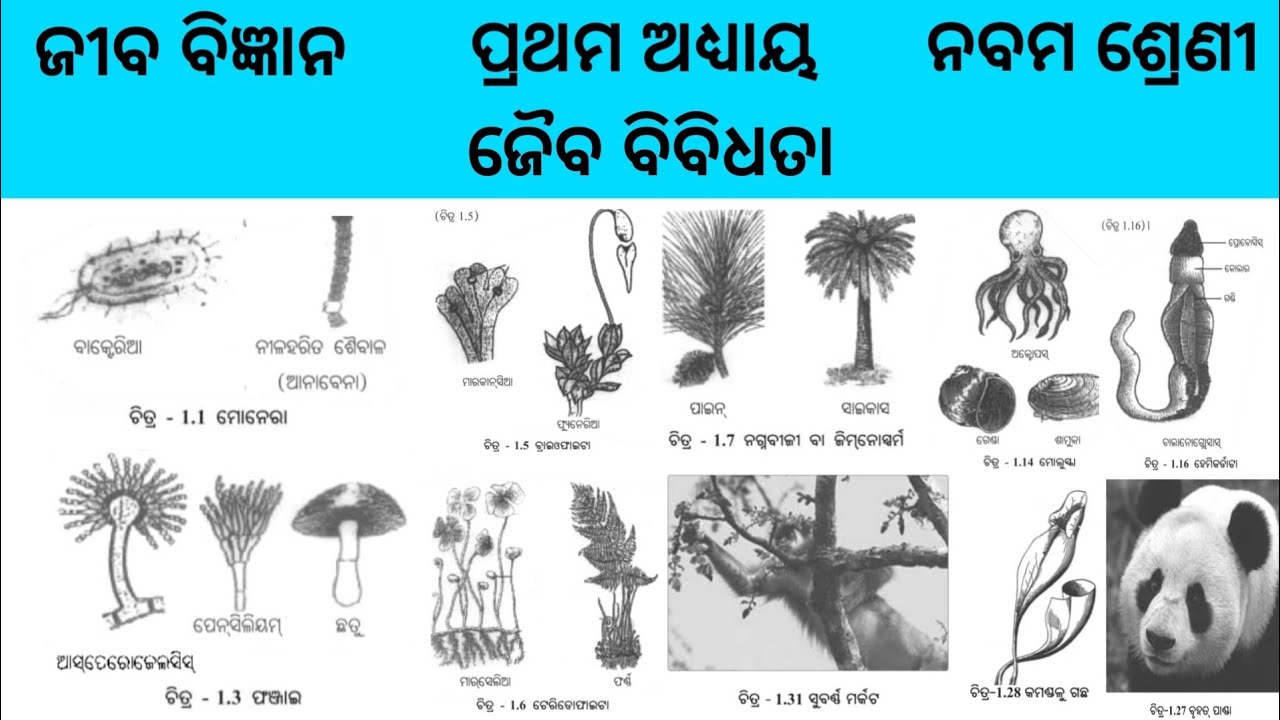 Jaiba bibidhata | Class 9 Jiba bigyan | Life science | Odisha Education Knowledge 