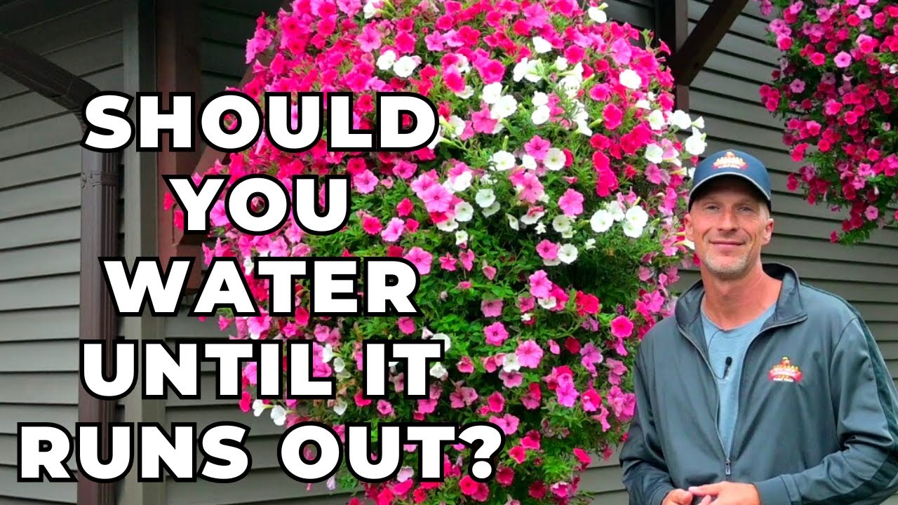Should You Water UNTIL It Comes Out the Bottom? PROPER Way to Water Hanging Baskets #hangingbasket