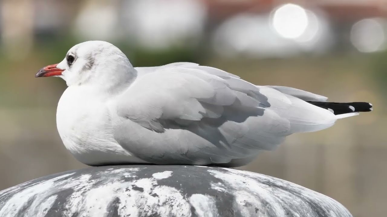 Life Cycle of Seagulls | The Mystery of Seagulls | Swamy Documentary