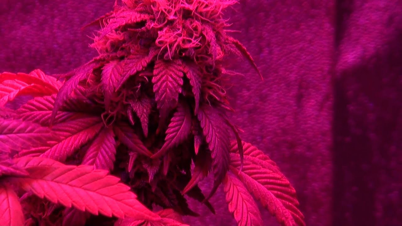Blackstar Chrome 720 LED - Day 50 Flower