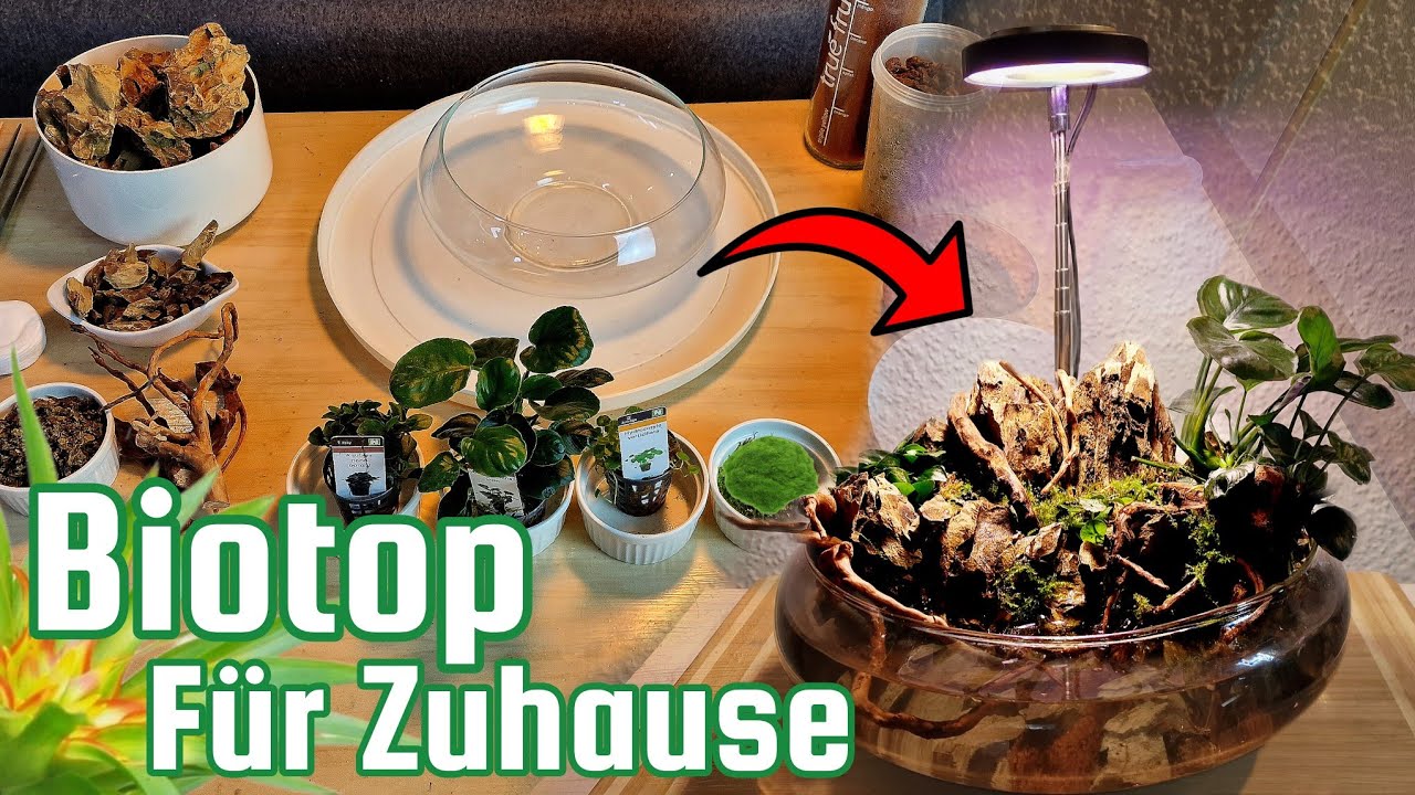 Biotop für Zuhause - Anleitung -  Mit Aquariumpflanzen