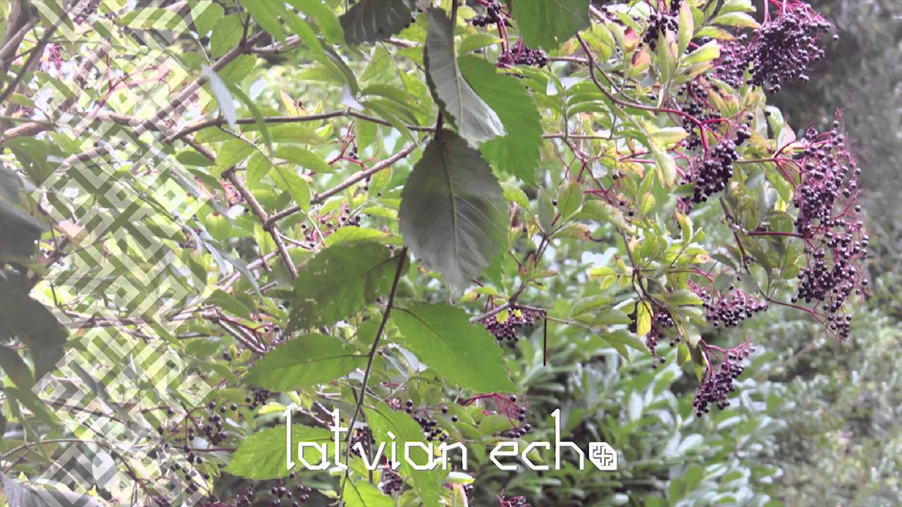 Menuets - Melnā Aronija