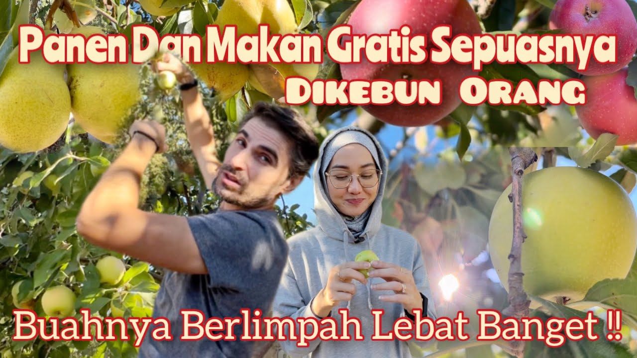 MAKAN BUAH-BUAHAN GRATIS SEPUASNYA SAMPAI KLENGER