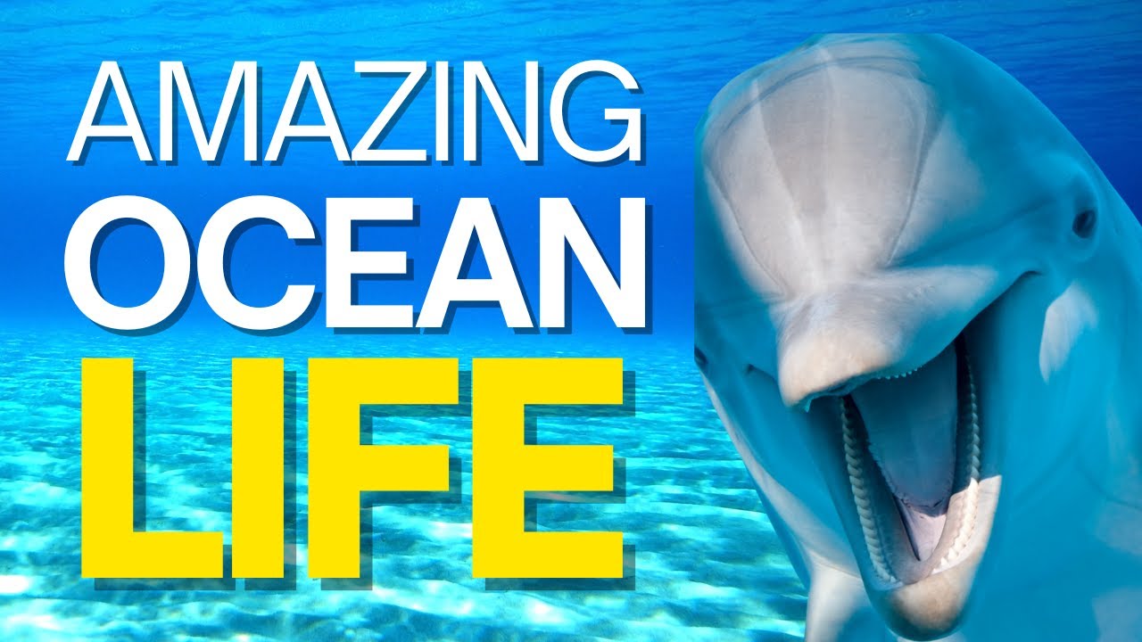 20 INCREDIBLE Ocean Animals Found Around the World
