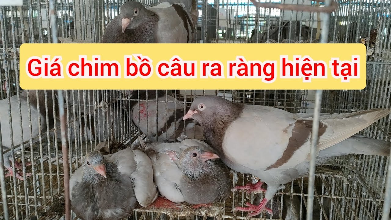 Giá chim bồ câu ra ràng hiện tại (27/10/2023)| Trại bồ câu titan ÚT HUỆ
