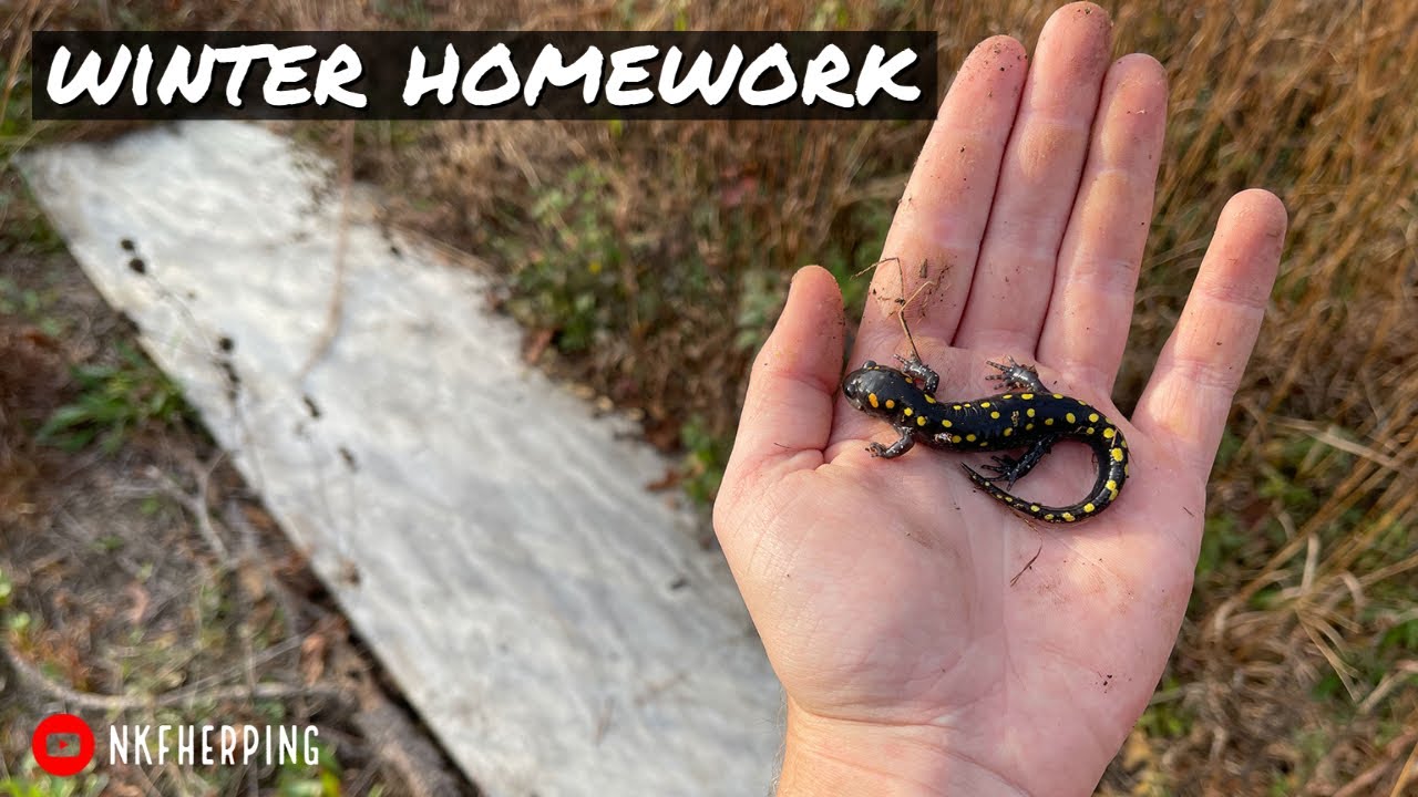 Winter Homework: Scouting New Herping Spots, Coyote Encounter, and Setting Up Flip Spots!