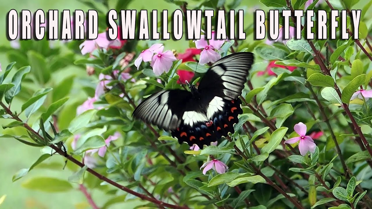 Orchard Swallowtail Butterfly.