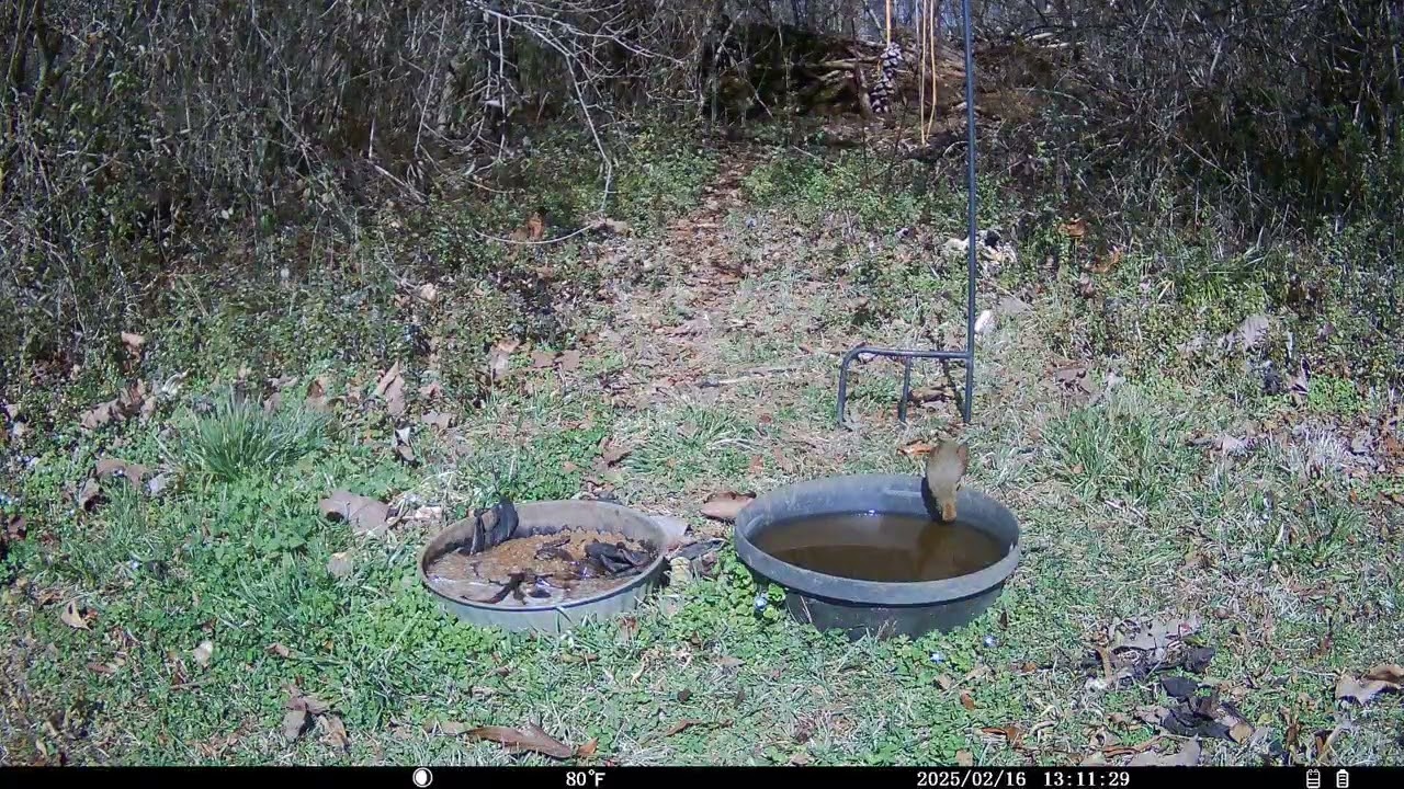 Trail Cam 2026 FEB 16