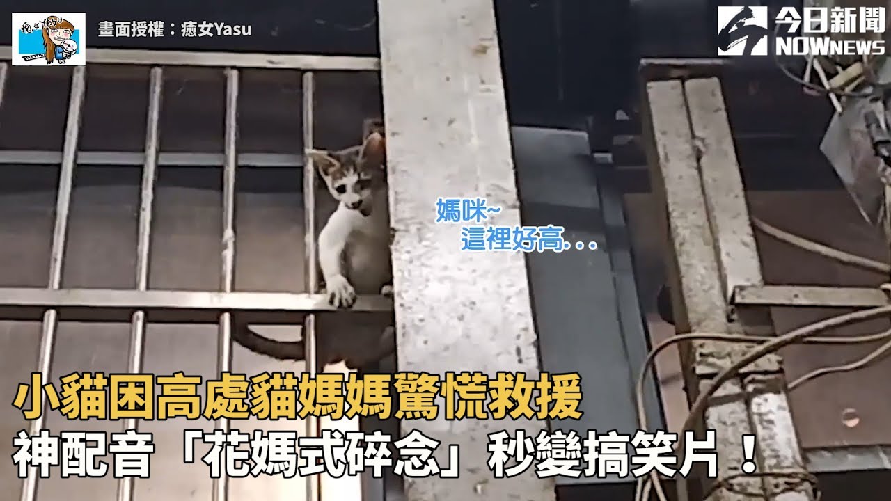 小貓困高處貓媽媽驚慌救援　神配音「花媽式碎念」秒變搞笑片！