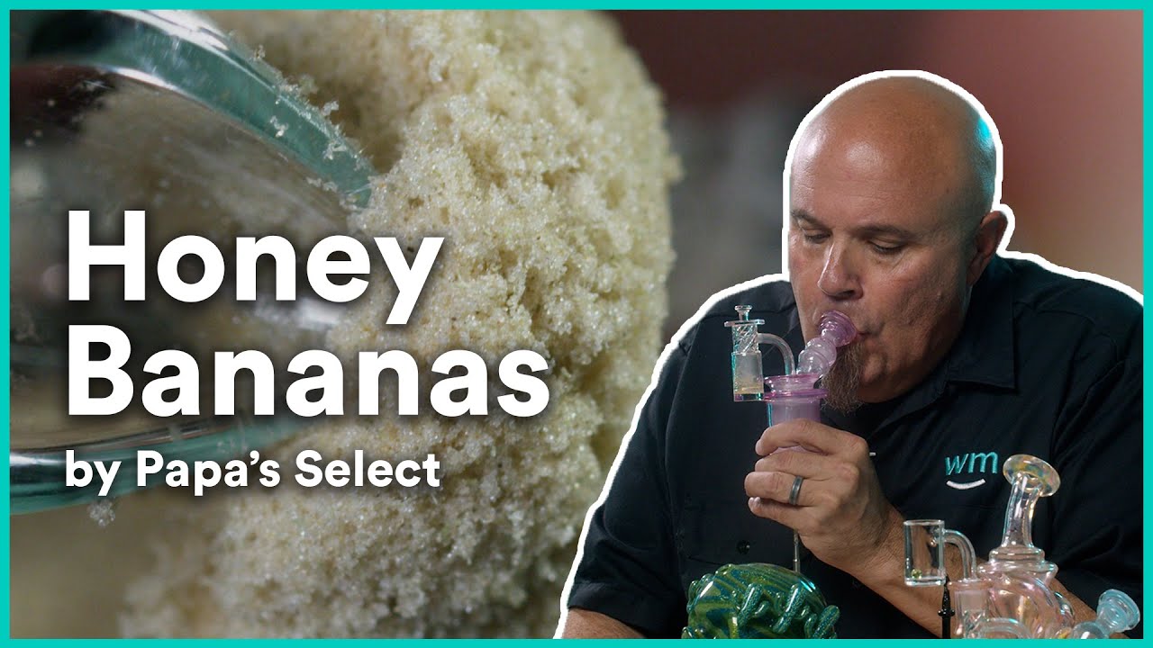 Honey Bananas 120u Ice Water Hash by Papa&rsquo;s Select | Strain Review