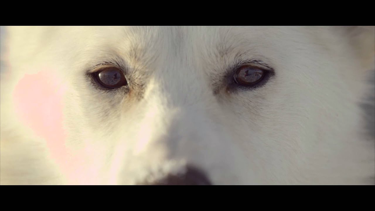 Sleigh Dogs Husse Commercial