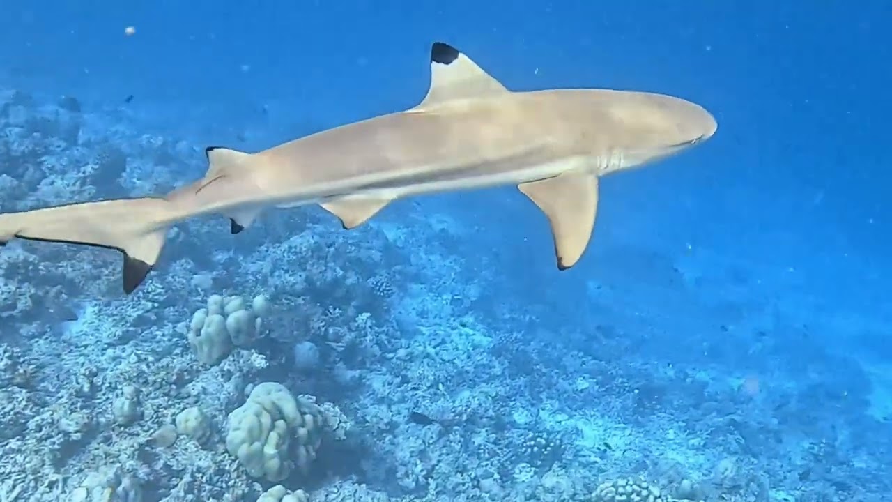Maldives Snorkelling at the house reef Kudafushi 12.2024. 4K