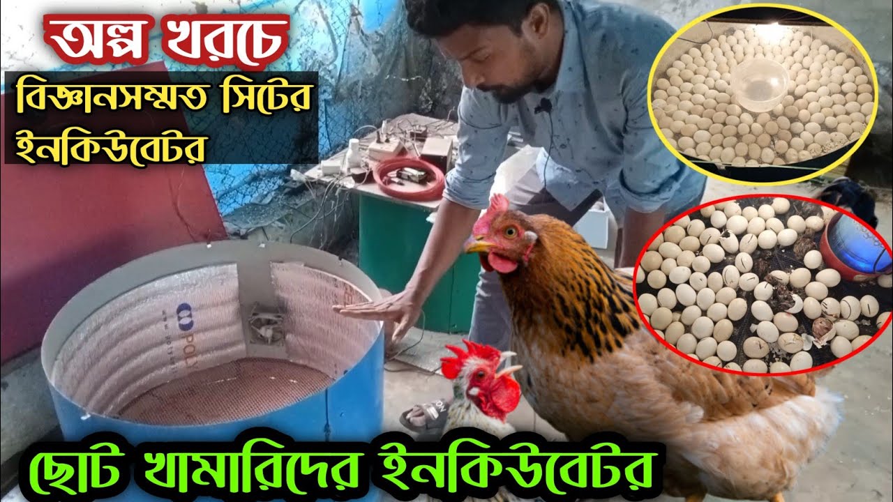 অল্প টাকায়,বিজ্ঞানসম্মত নিয়মে, খুব সহজে ইনকিউবেটর বানানো শিখুন #shakilfarming #ইনকিউবেটর