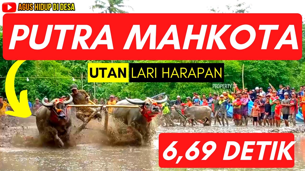 PUTRA MAHKOTA UTAN LARI HARAPAN 6,69 Detik, SIRKUIT OMAL SAPA DESA KELANIR,Barapan Kebo Sumbawa 2023