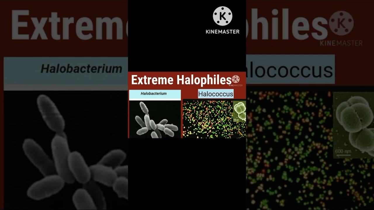 Extreme Halophiles @EnteMicrobialWorld #microbiology #microbes #bacteria #shortsfeed #educational