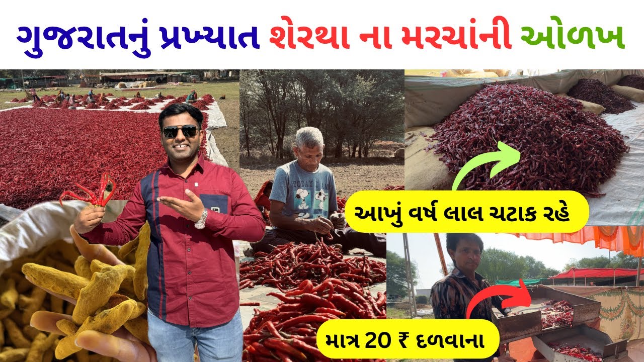 ગુજરાતનું પ્રખ્યાત શેરથા ના મરચાં ની ઓળખ | shertha nu famous marchu | red chilli powder making
