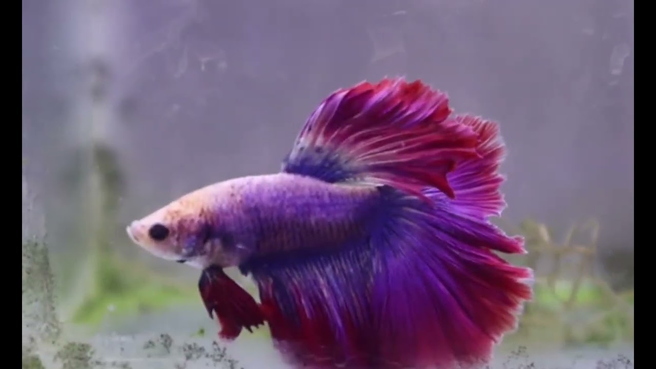 Bettafish#fighterfish #betta #bettasfish