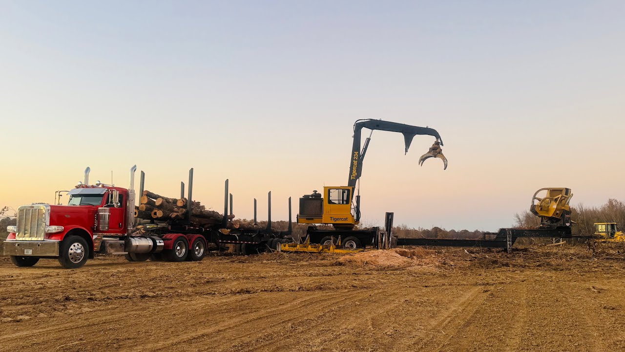 Tree Felling Action: Loggers in the Forest