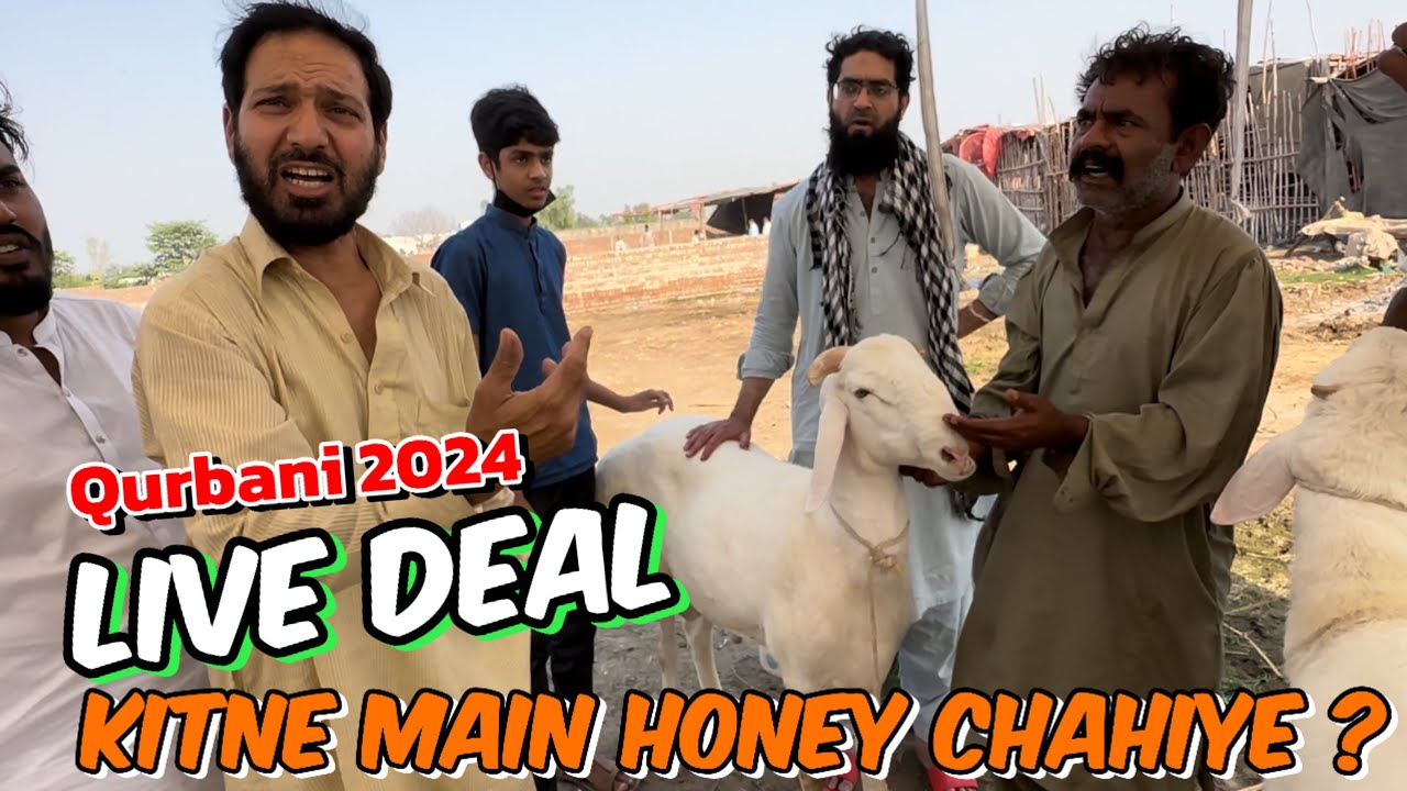 Live soda | deal Kitne ki honi Chahiye thi | Sunday update | qurbani 2024  | Lahore bakra Mandi