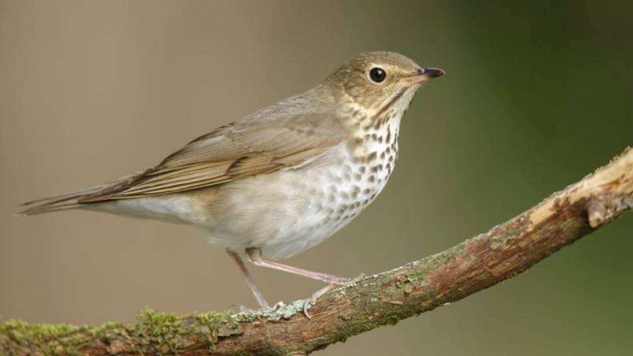 Thrush Bird Call | Thrush Bird Sound | Thrush Bird Hunting