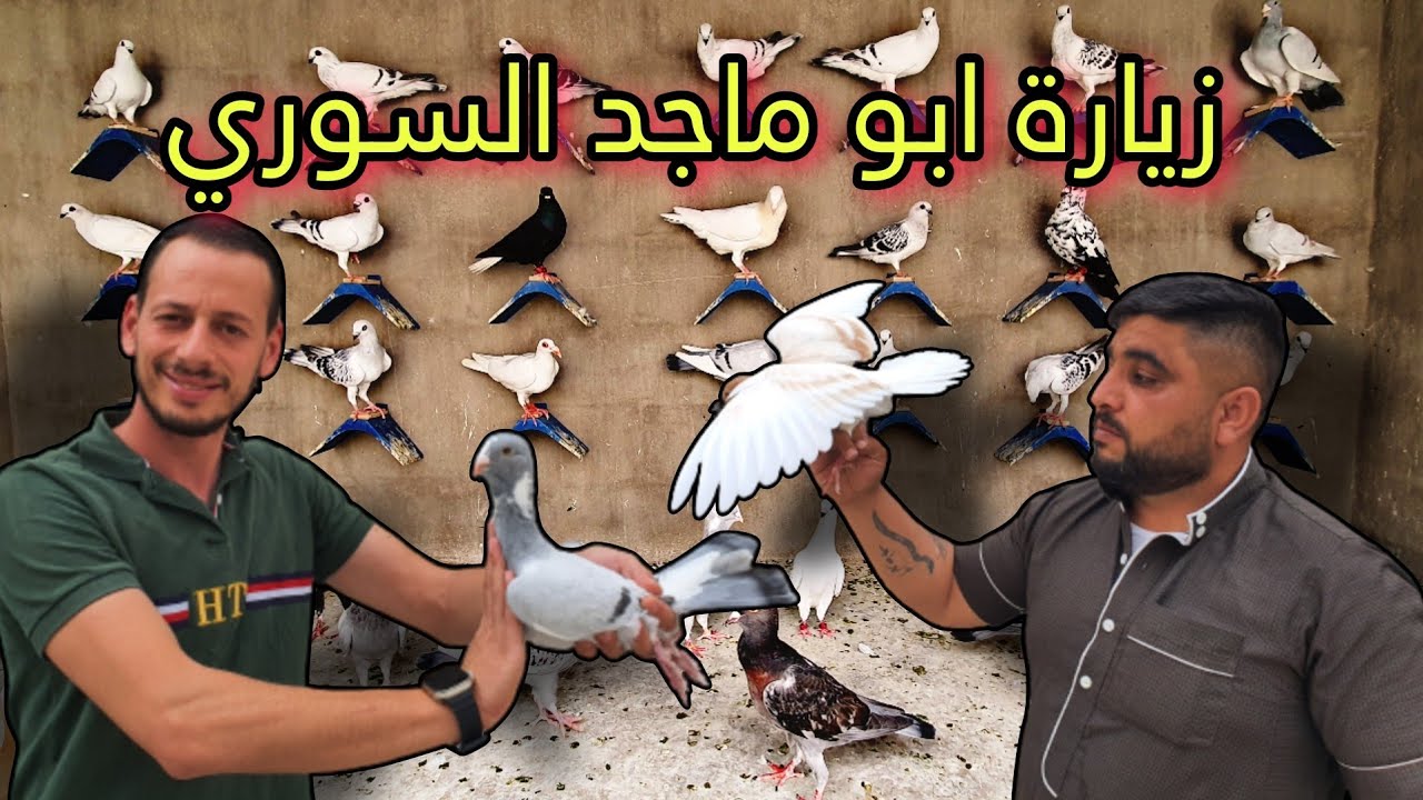 طيور حمام الكش عند الاخ ابو ماجد السوري في المفرق
