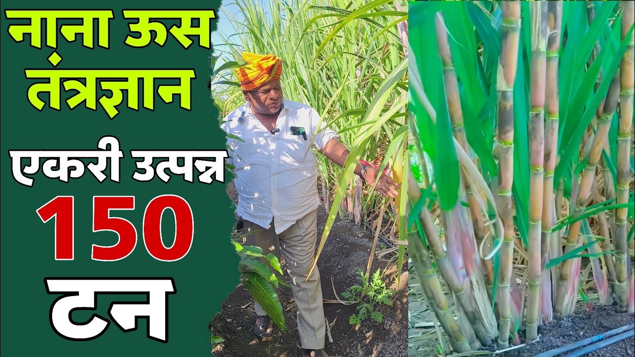 ♻️नाना ऊस तंत्रज्ञानाला शेतकऱ्यांनी विचारलेल प्रश्न शेतकऱ्यांच्या प्रश्नांना नानाने काय दिले उत्तर 