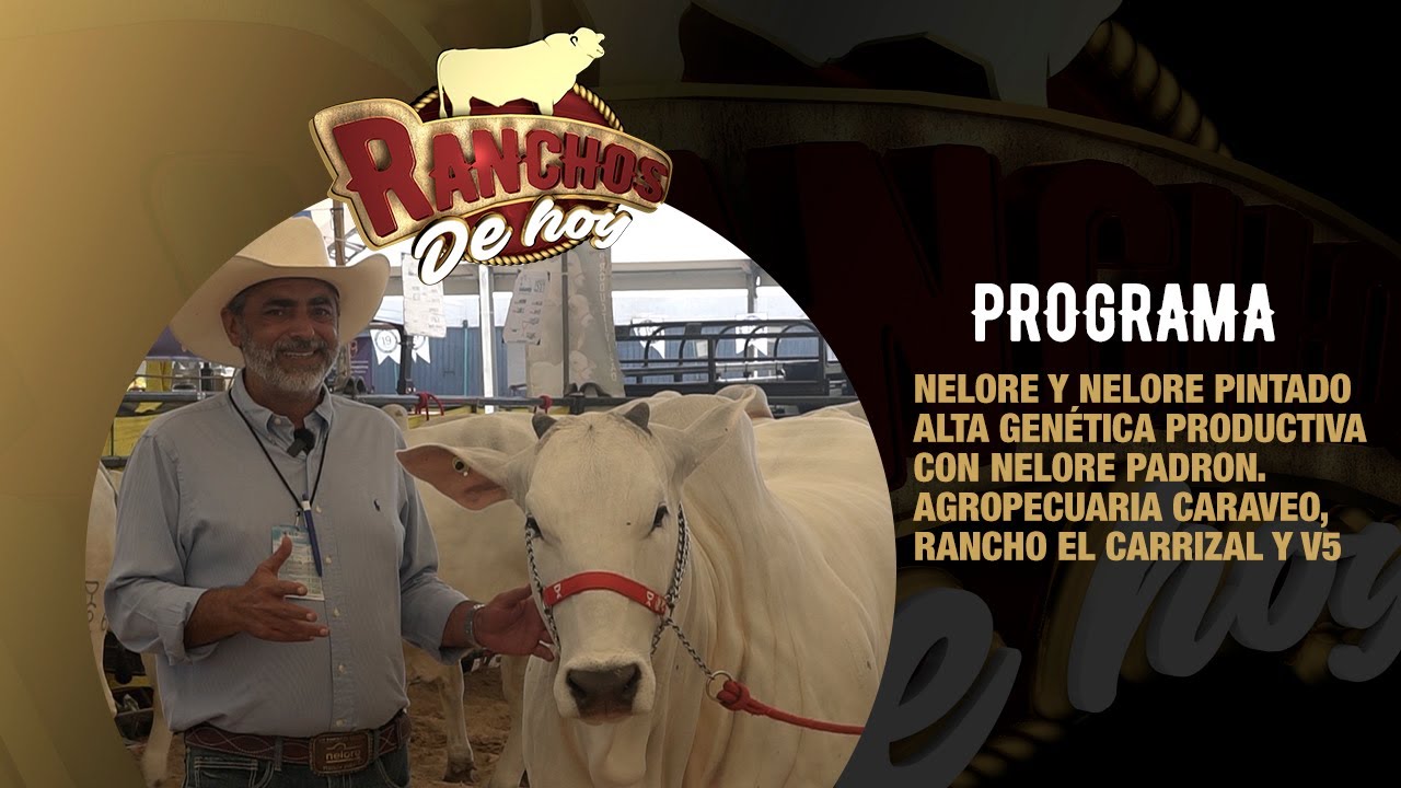 713. Nelore y Nelore Pintado| ALTA GENETICA |Agropecuaria CARAVEO, Rancho El Carrizal y V5