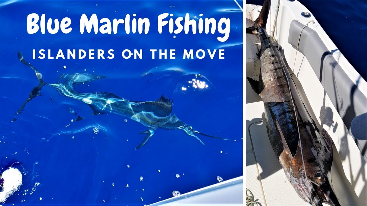 Blue Marlin Fishing in Mauritius #BlueMarlin #BigGameFishing #MarlinFishing