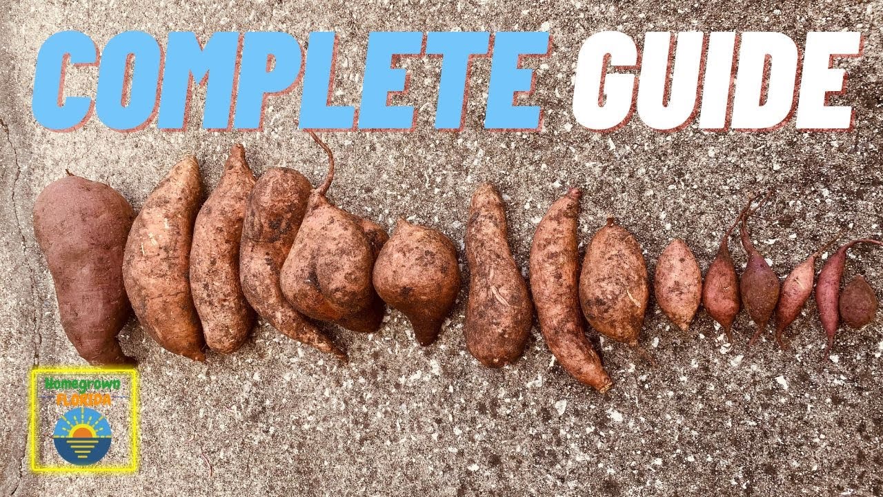 This Sweet Potato Guide Will Change Your Garden Forever