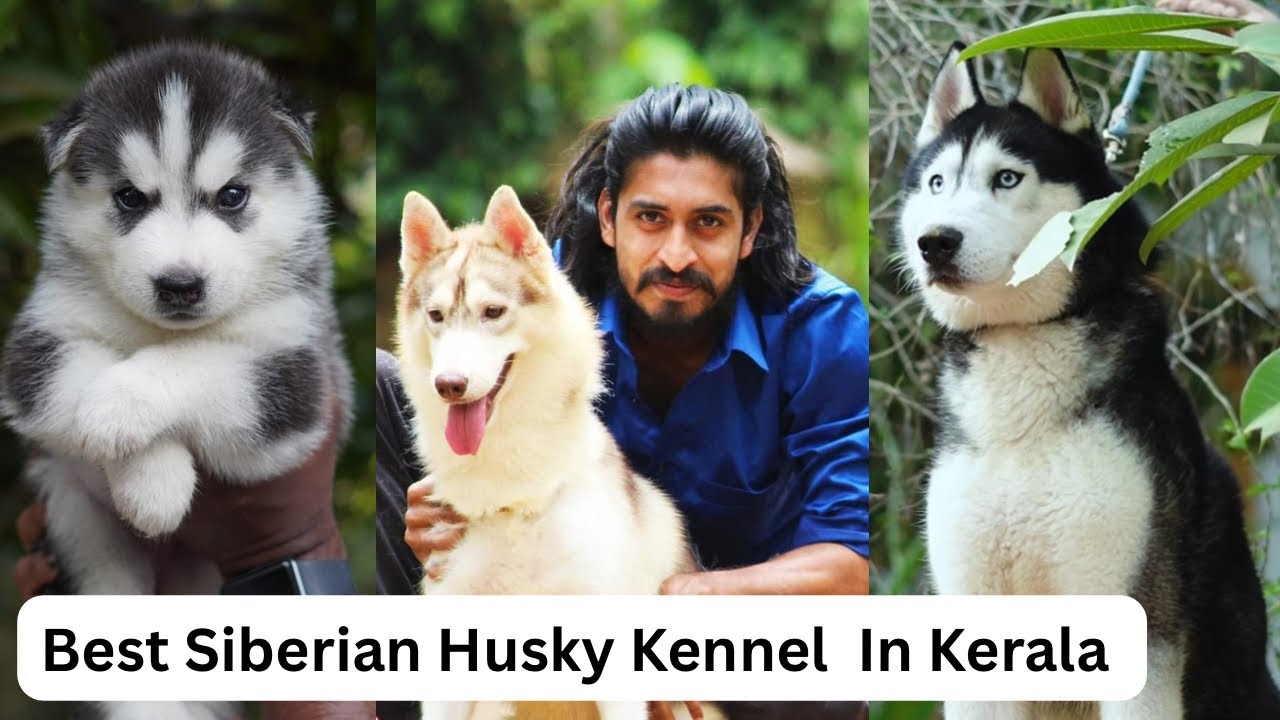 നീല കണ്ണുള്ള ചെന്നായ കുട്ടികൾ Siberian Husky Kennel