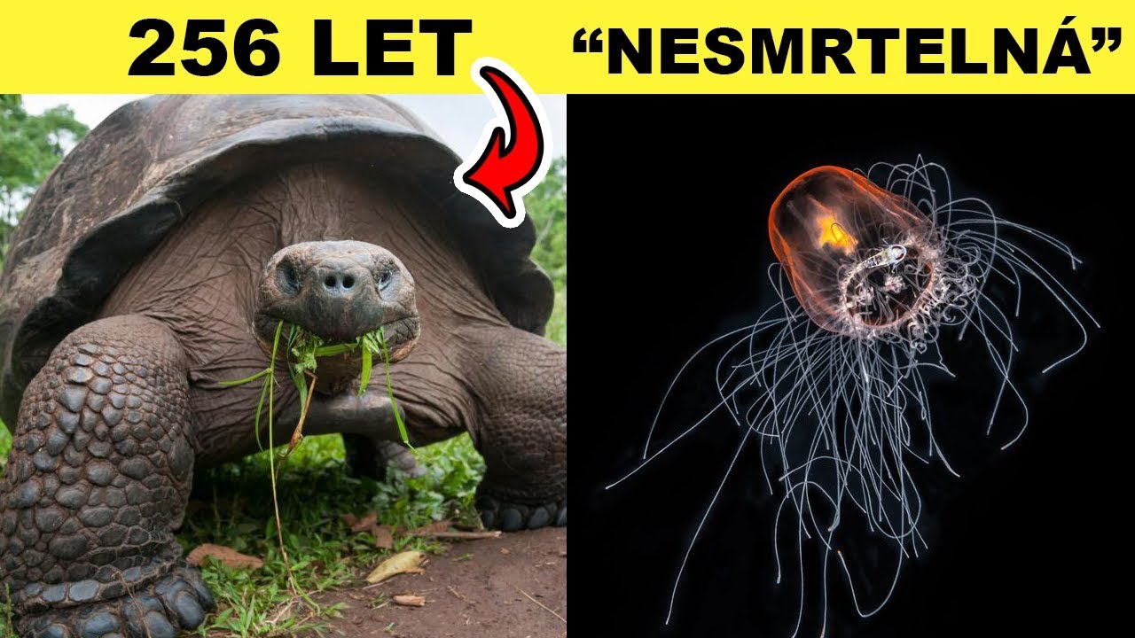 TOP 5 NEJDÉLE ŽIJÍCÍ ŽIVOČICHOVÉ
