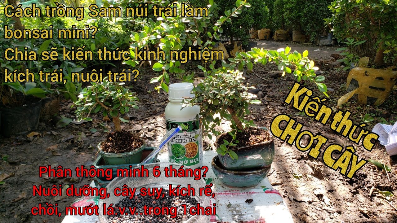 CÁCH KÍCH VÀ NUÔI TRÁI SAM NÚI BONSAI MINI 0933368532 0933368532 🌳nguyệtquế hươnghoatranggiấykimquýt