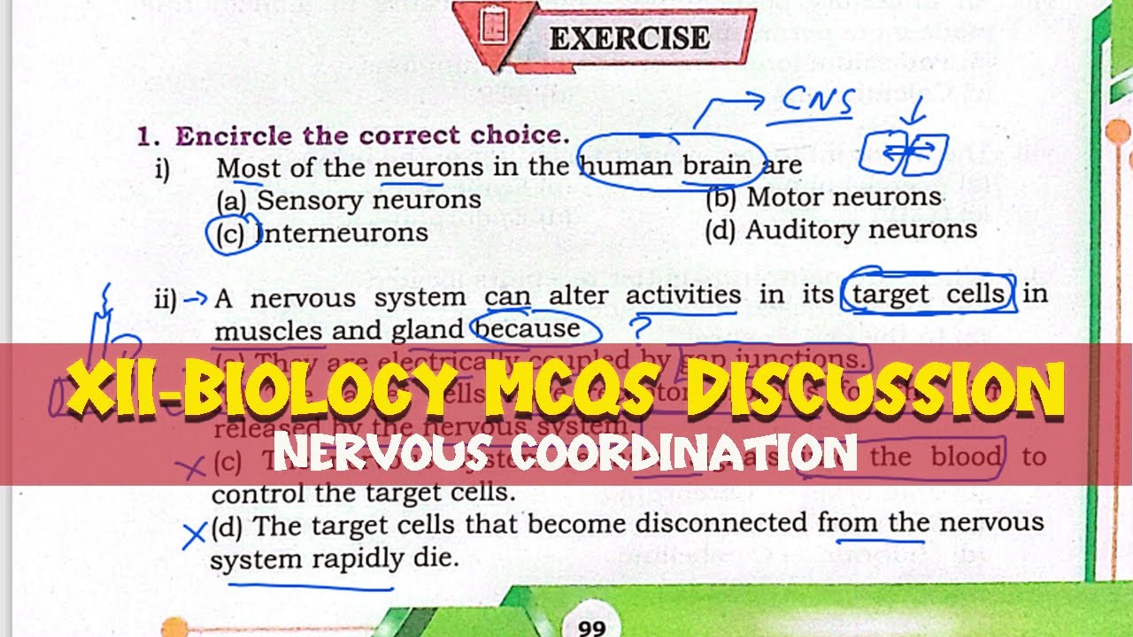XII- Biology STB new Book || Chapter 17 Nervous coordination- MCQs Discussion