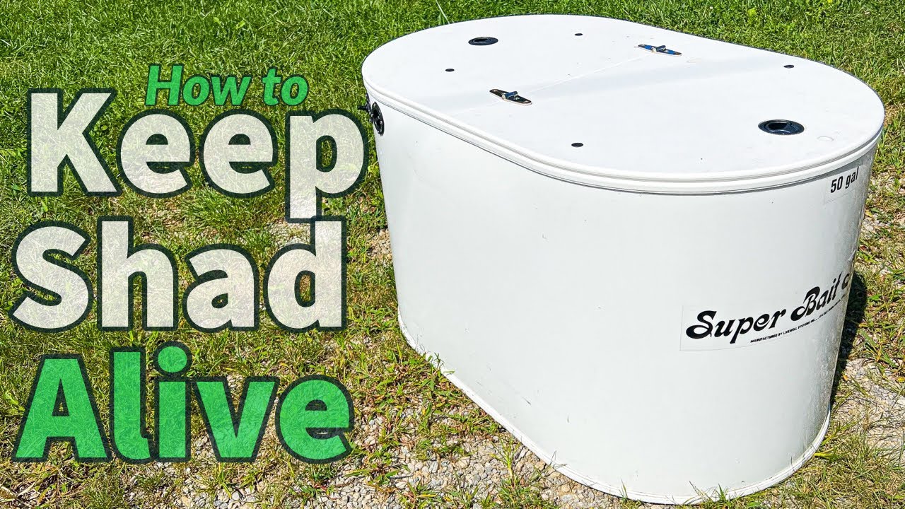 How To Keep Shad Alive Step By Step + Trying Out Our New Shad Tank!