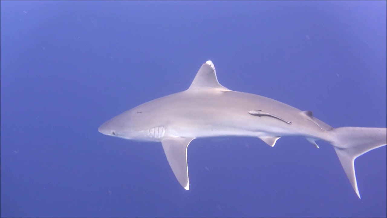 Sharks at the Maledives, Filitheyo