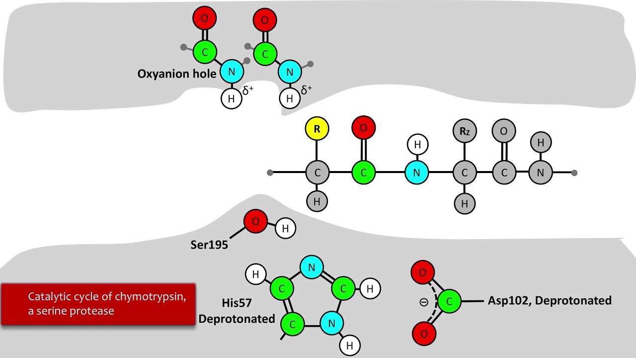 Serine Protease Mechanism