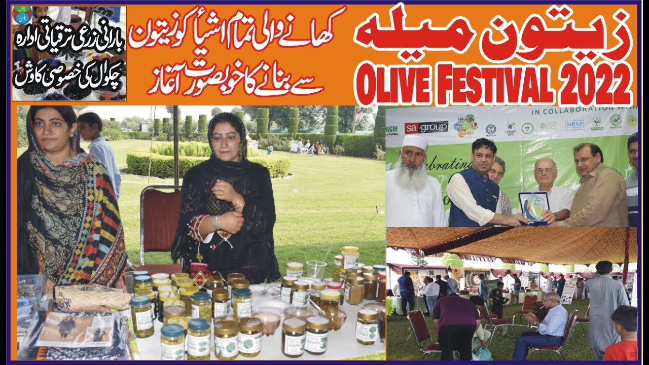 Olive Festival Barani agricultural institute chakwal 2022 |ساتواں زیتون میلہ چکوال | Olive benefits.