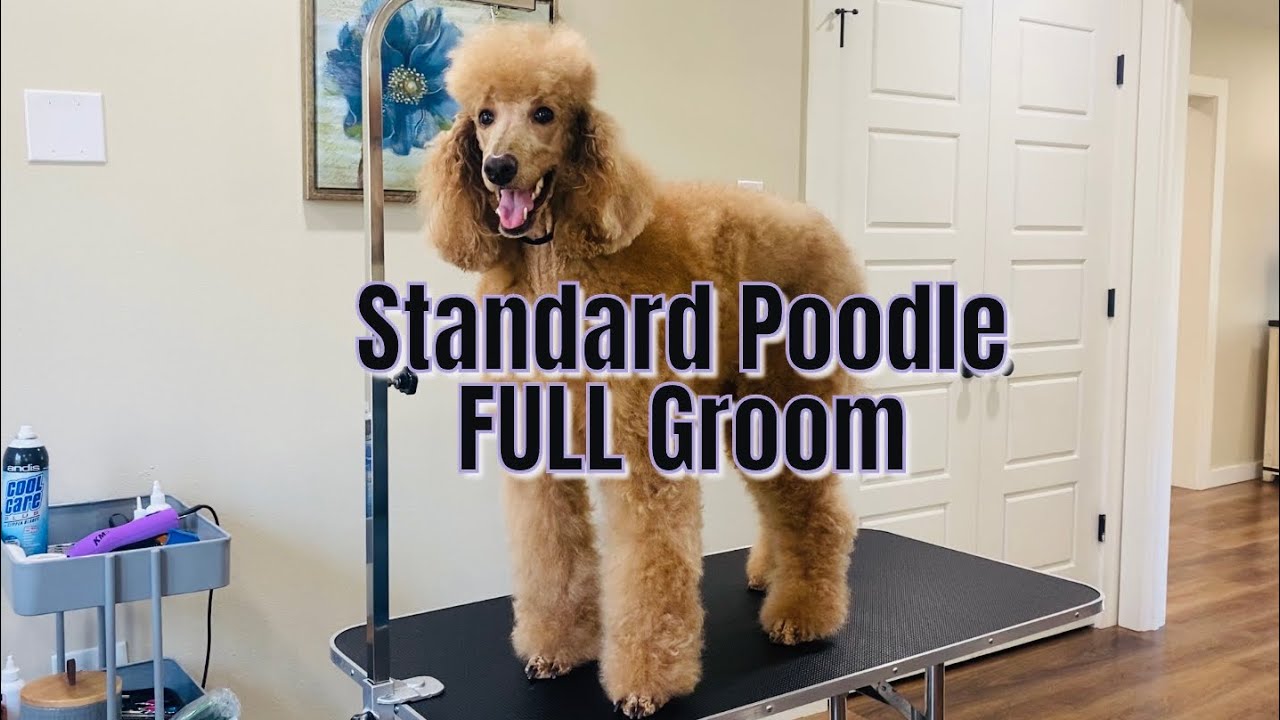 Matted Pup needs Short Miami Cut- Grooming a Standard Poodle
