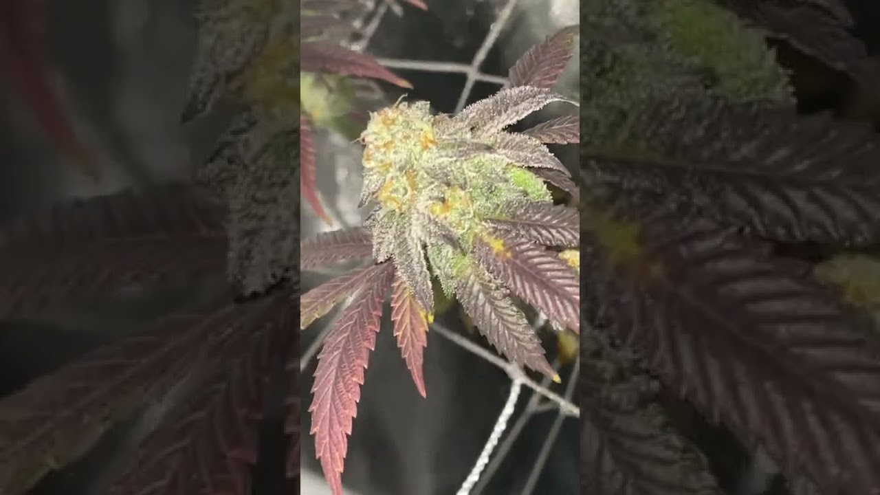 3x2 Grow Tent Week 7 Flower Mars Hydro Sp150