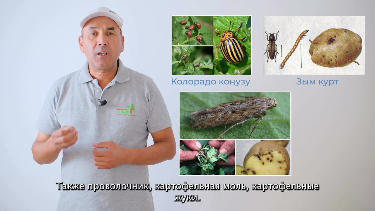Үрөндүк картошка өстүрүү технологиясы (Технология выращивания семенного картофеля)