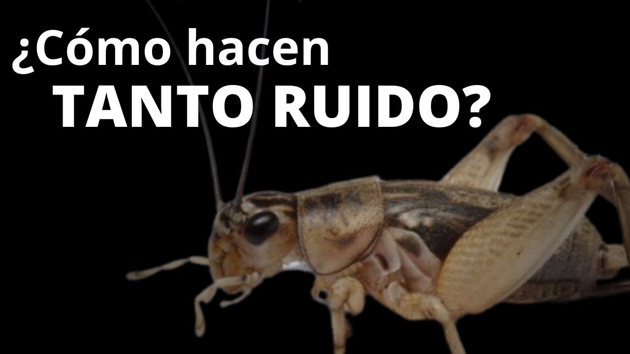 El cantar de los grillos