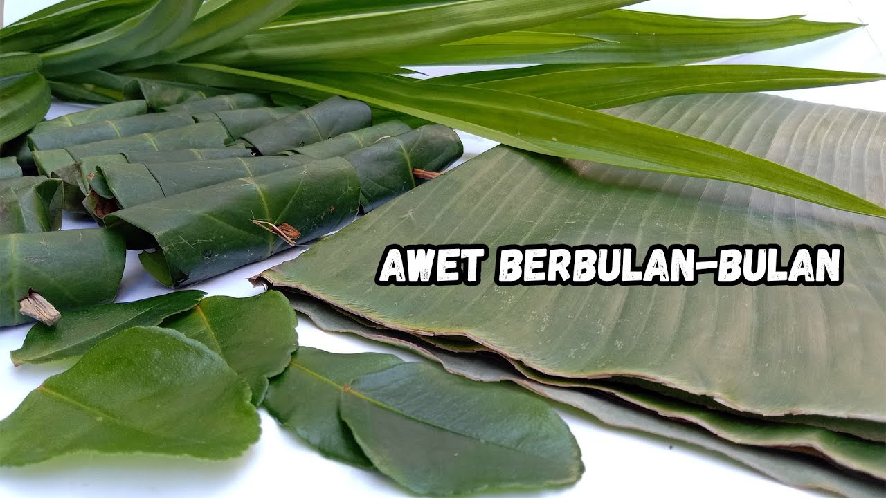 Cara Simpan Daun Salam, Daun Jeruk, Pandan dan Daun Salam Tetap Segar Hingga Bulanan.